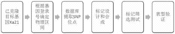 白葉枯病抗性基因Xa21輔助育種分子標(biāo)記及其應(yīng)用的制造方法與工藝