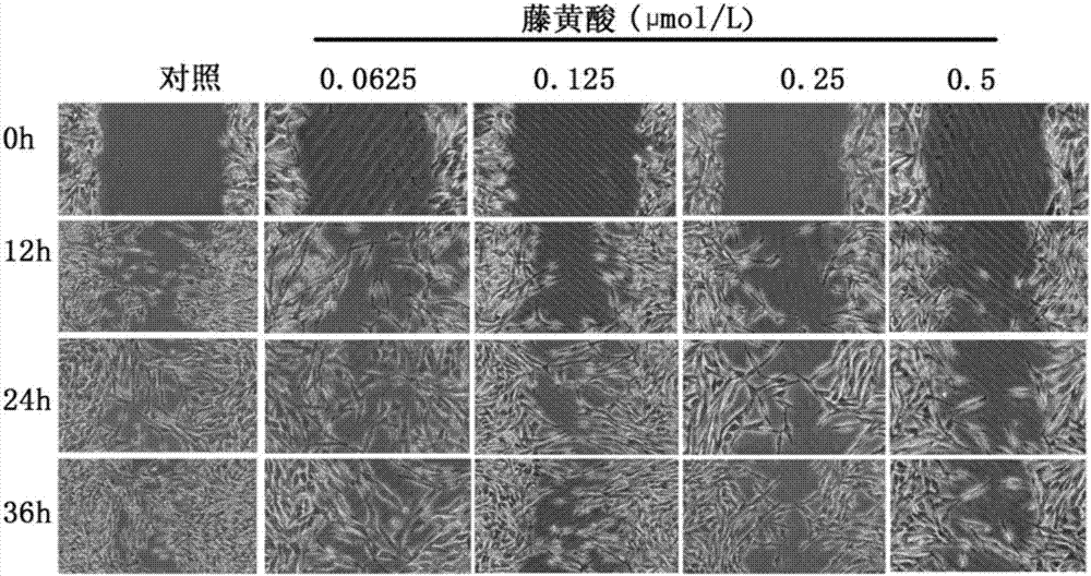 新藤黃酸在制備抑制肝癌細(xì)胞增殖、遷移和誘導(dǎo)肝癌細(xì)胞凋亡藥物中的應(yīng)用的制造方法與工藝