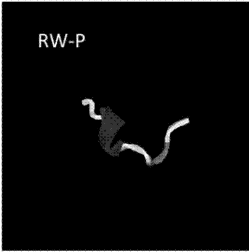 一種抗菌肽RW?P及其制作方法和應(yīng)用與流程