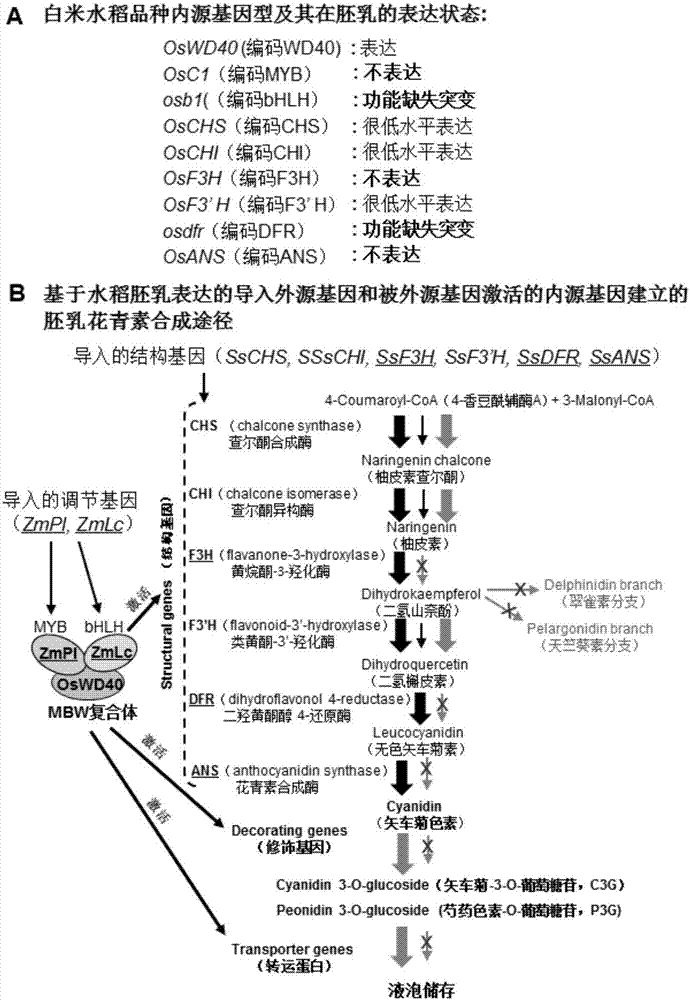 一種在作物種子胚乳合成花青素的轉(zhuǎn)基因育種方法與流程