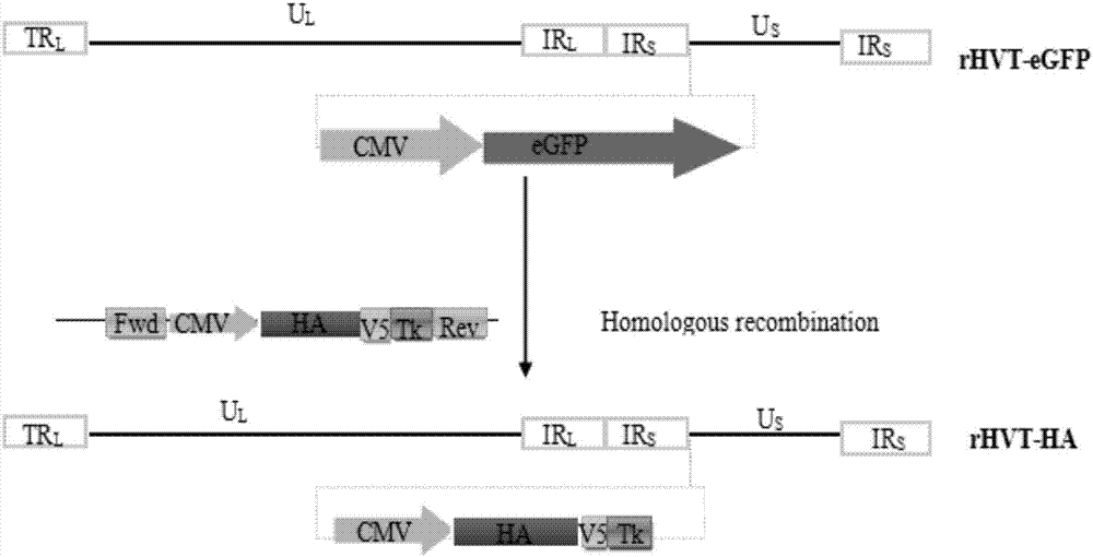 一种表达H9亚型禽流感病毒HA基因的重组火鸡疱疹病毒株的制造方法与工艺