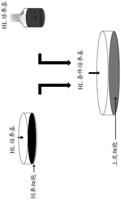 培養(yǎng)基、細(xì)胞培養(yǎng)用試劑盒及細(xì)胞培養(yǎng)方法與流程