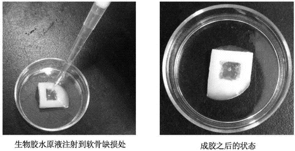 一種三組份生物膠水及其制備與應(yīng)用的制造方法與工藝