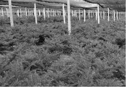 一种矮紫杉优质苗木的培育方法与流程