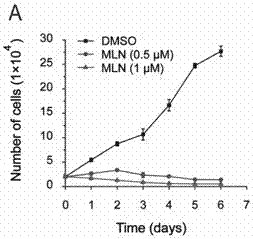阻断UBE2M介导Neddylation修饰在肾细胞癌治疗中的应用的制造方法与工艺