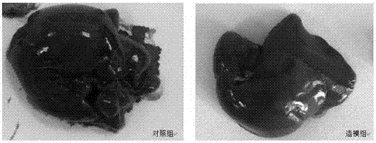 一種代謝綜合征的大鼠模型建立方法與流程