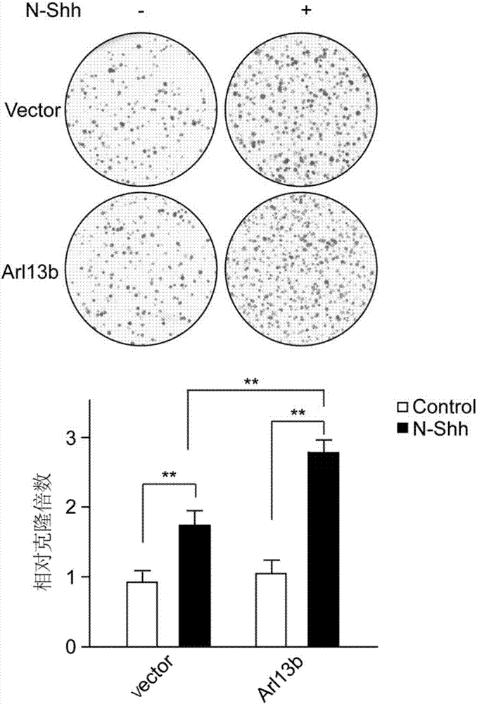 Arl13b蛋白在癌症诊断中的应用的制造方法与工艺