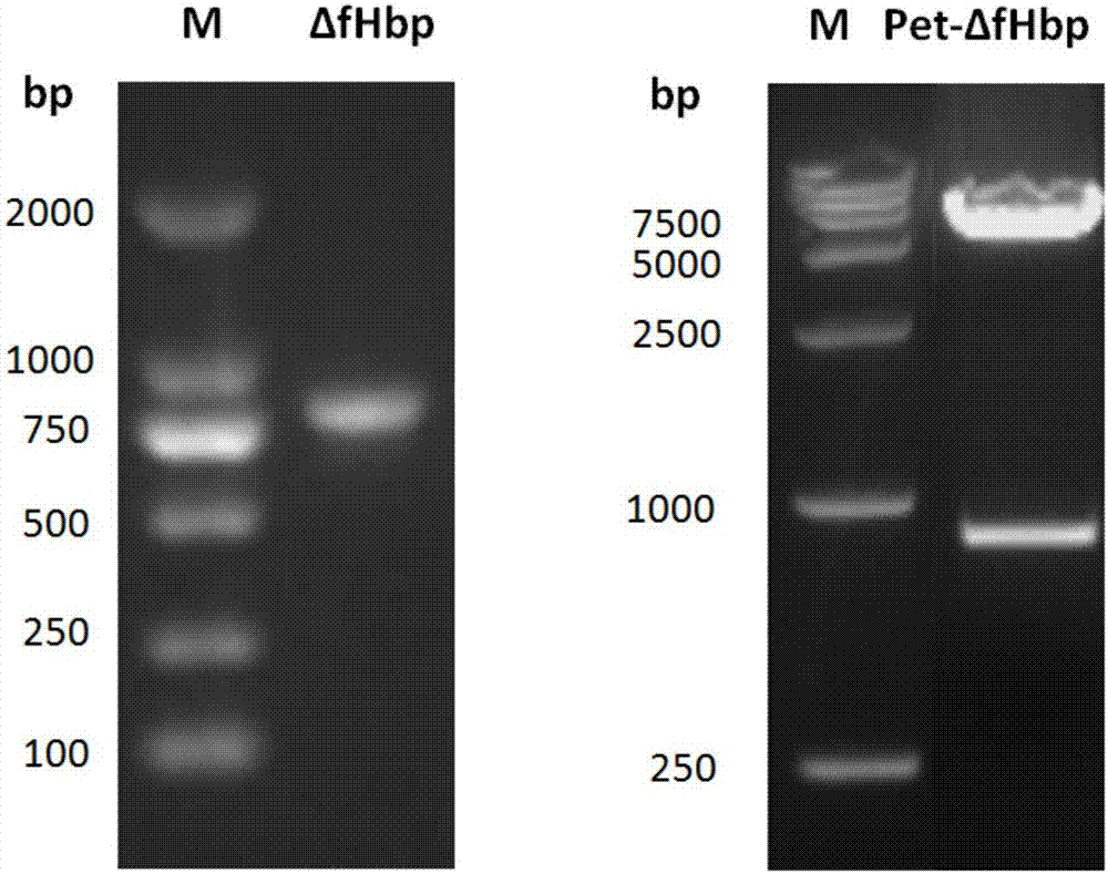 重组ΔfHbp‑NadA融合蛋白载体及其制备方法和应用与流程