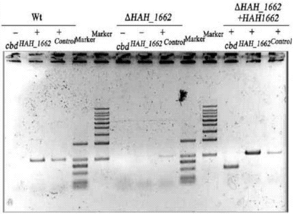 基因HAH_1662在制备多糖中的应用的制造方法与工艺