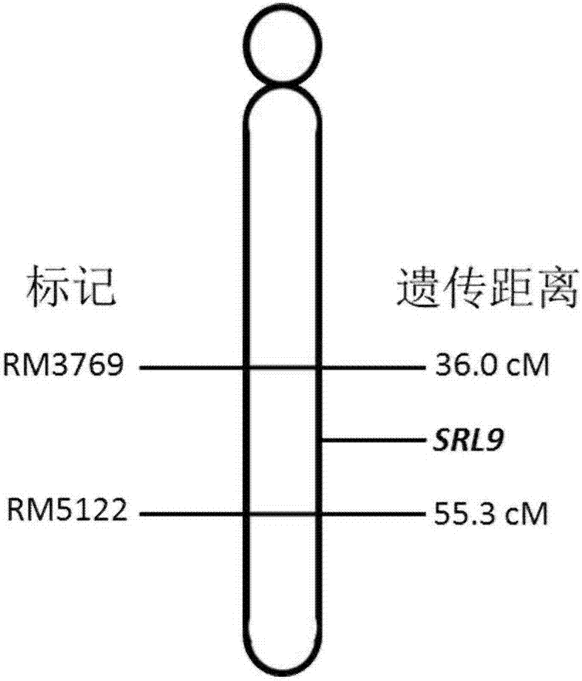 水稻半卷叶控制基因SRL9及其叶形改良的用途的制造方法与工艺