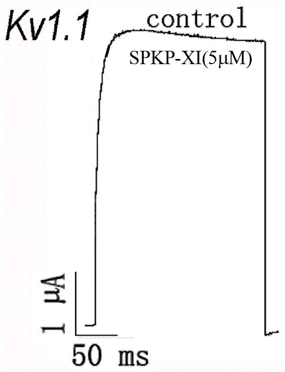 SPKP?XI在制備Kv4.2通道抑制劑中的應用的制造方法與工藝