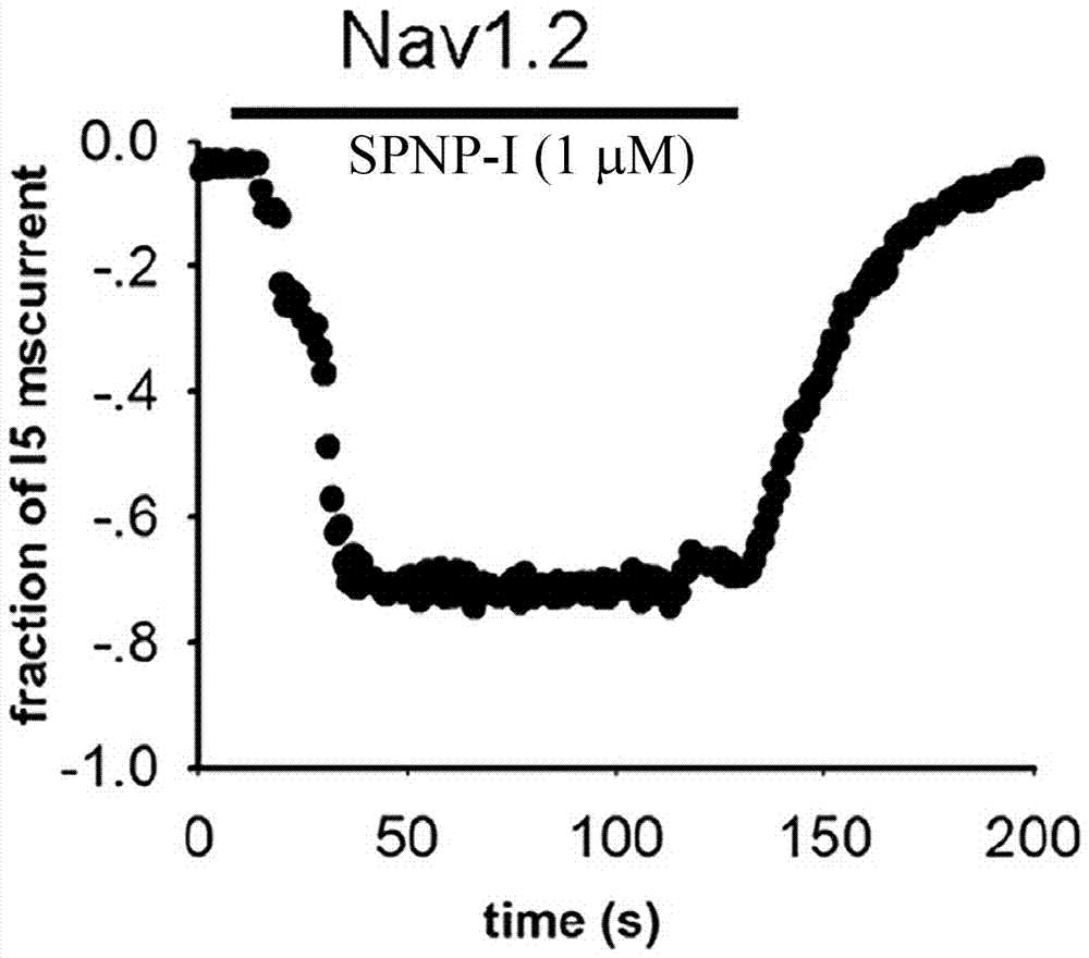 SPNP?I在制備Nav1.2通道工具試劑中的應(yīng)用的制造方法與工藝