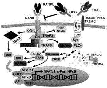 巴斯德毕赤酵母中人RANK胞外段蛋白的表达纯化及其应用的制造方法与工艺
