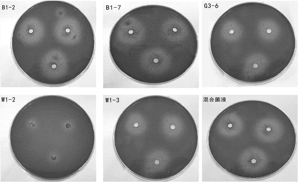 一种用于园林废弃物降解的复合微生物菌剂、制备方法和应用与流程