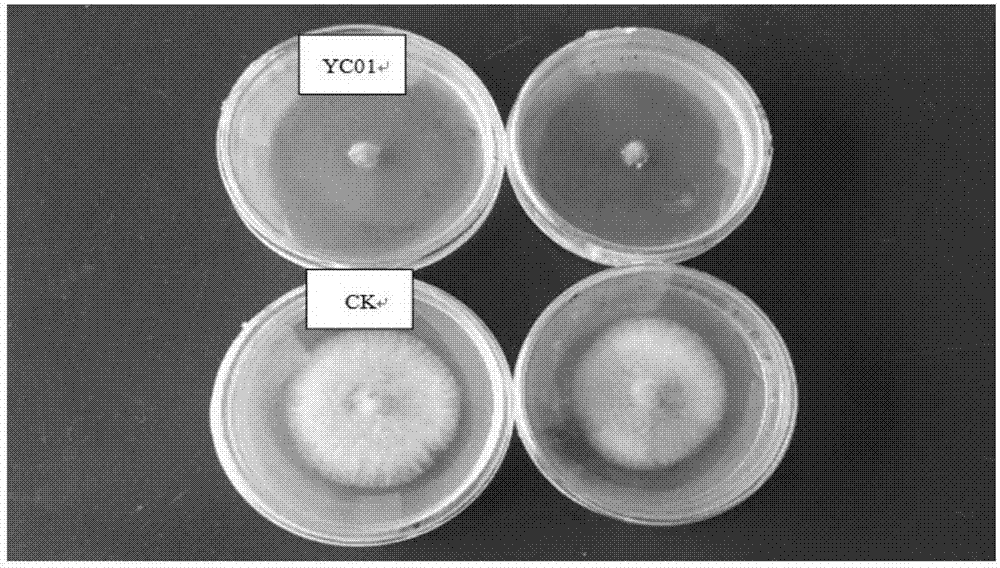 一株内生枯草芽孢杆菌YC01及其在防治油茶炭疽病中的应用的制造方法与工艺