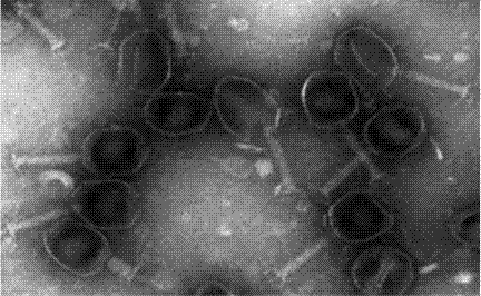 一种大肠杆菌噬菌体及其应用的制造方法与工艺