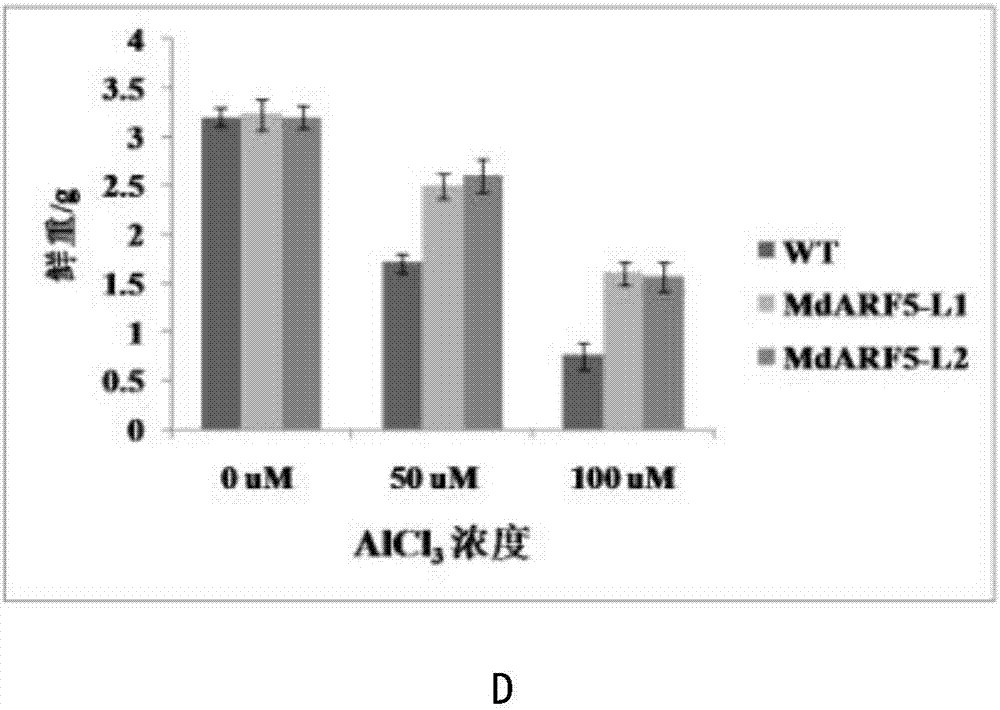 一种利于苹果愈伤的苹果MdARF5基因及其应用的制造方法与工艺