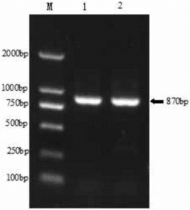 黃瓜雌性相關基因CsPAP?fib及編碼蛋白和應用的制造方法與工藝