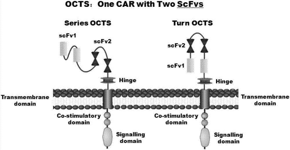 一种基于OCTS技术的前列腺癌CAR‑T治疗载体及其构建方法和应用与流程