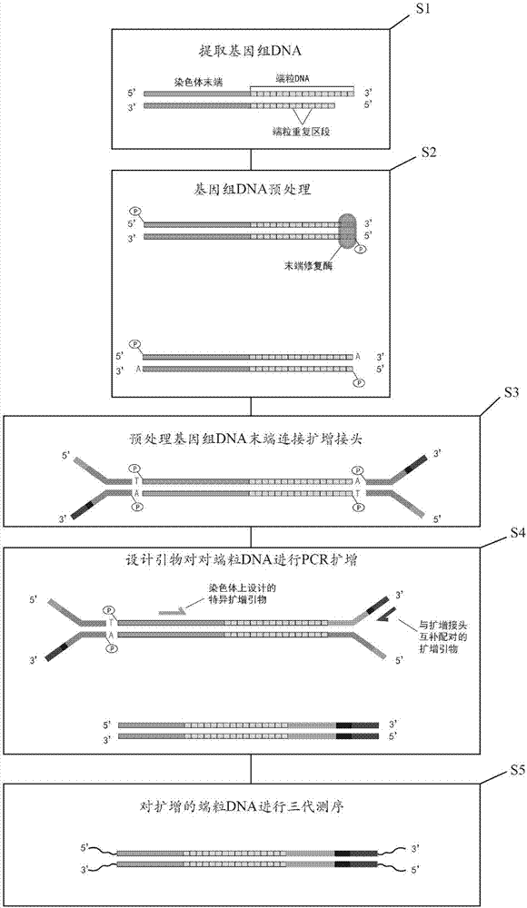 應(yīng)用三代測序技術(shù)檢測染色體端粒DNA全長的方法與流程