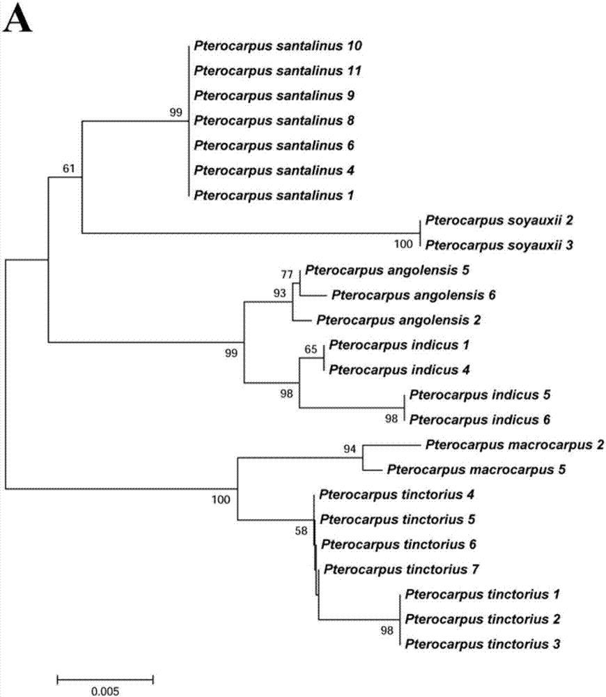 一种鉴别6种紫檀属木材的DNA组合条形码及其鉴别方法和应用与流程