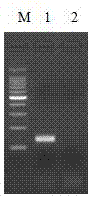 一种快速鉴别检测血清4型禽腺病毒的双标记探针实时荧光PCR方法与流程