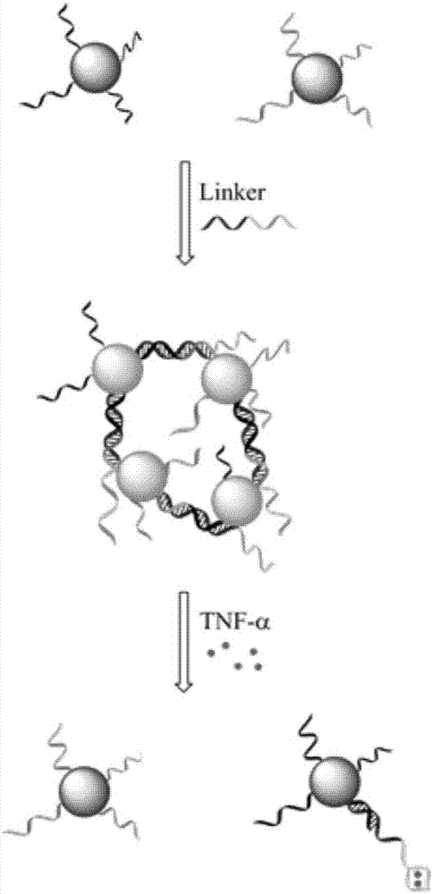 一种基于适配体纳米金交联复合物的TNF‑α检测试试剂盒及方法与流程