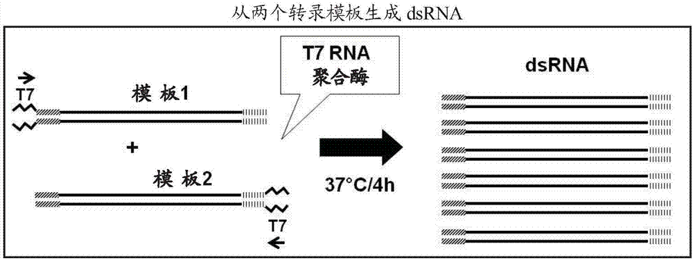 赋予鞘翅目和半翅目害虫抗性的COPI外被体GAMMA亚单位核酸分子的制造方法与工艺