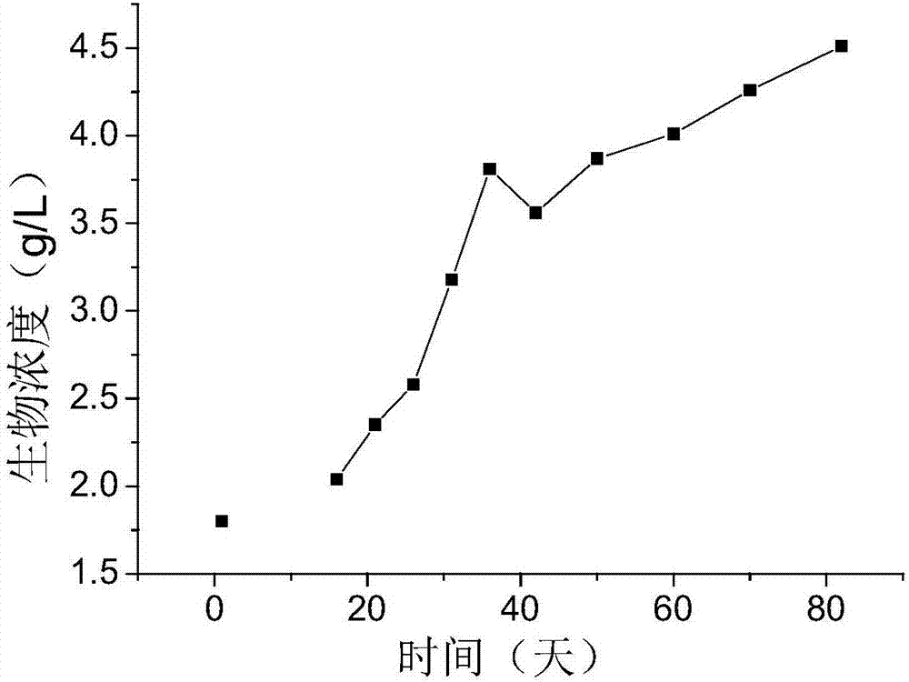 一种培养高浓度悬浮态菌藻共生体的方法与流程