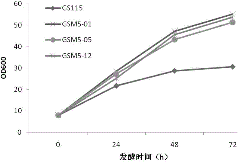 高效耐受和利用甲醇的酵母菌株及應用的制造方法與工藝