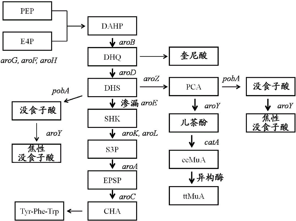 從經(jīng)基因改造的微生物生產(chǎn)黏康酸的制造方法與工藝