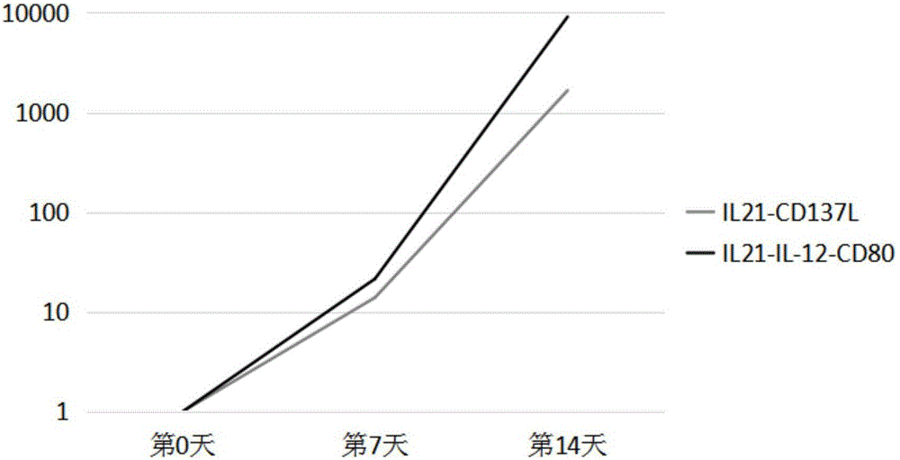 一種體外擴增淋巴細胞的培養(yǎng)體系及擴增方法和應用與流程