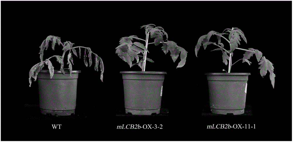 抗番茄莖枯病基因mLCB2b及其應(yīng)用的制造方法與工藝