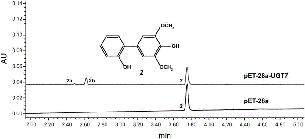 一種植保素糖基轉(zhuǎn)移酶及其編碼基因與應(yīng)用的制造方法與工藝