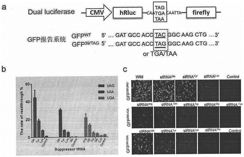 抑制性tRNA通读提前终止密码子疾病中的截短蛋白的制造方法与工艺
