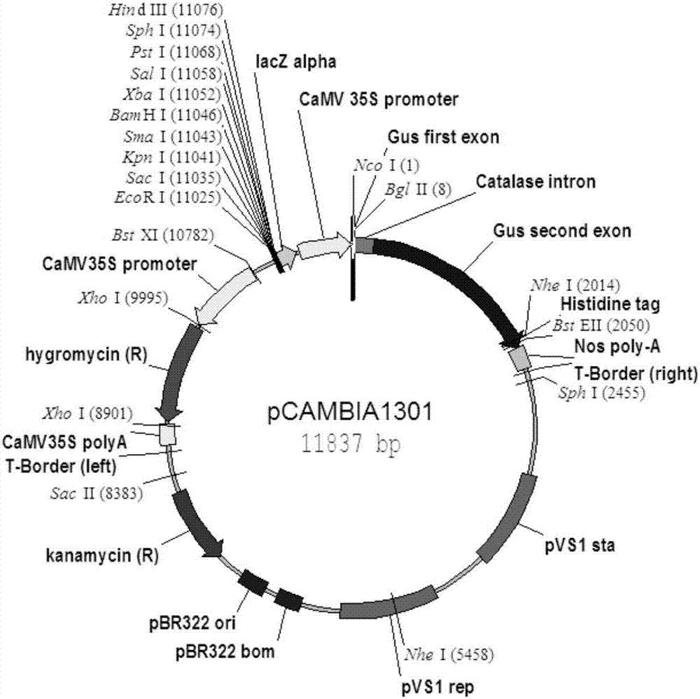 一種玉米淀粉合成調(diào)控基因ZmMIKC2a及其應(yīng)用的制造方法與工藝