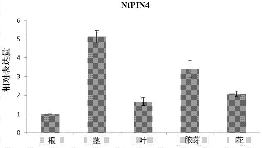 烟草生长素转运蛋白NtPIN4及其应用的制造方法与工艺