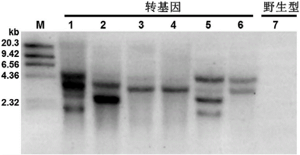 一种无外源标记基因的抗PCV2转基因猪制备方法与流程
