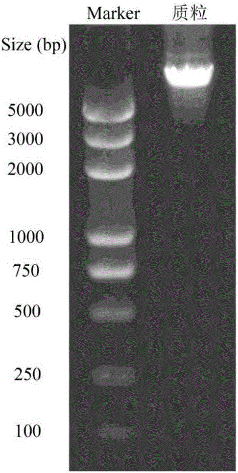 利用CRISPR?CAS9技術敲除NRK細胞Slc22a2基因的方法與流程