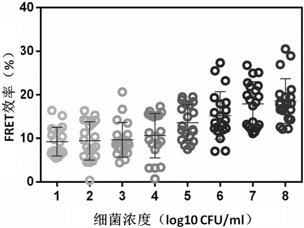 基于FRET技术检测大肠杆菌O157:H7的方法与流程