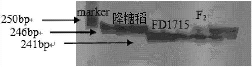 一種與水稻高抗性淀粉含量基因sbe3?rs緊密連鎖的分子標(biāo)記、引物及其應(yīng)用的制造方法與工藝