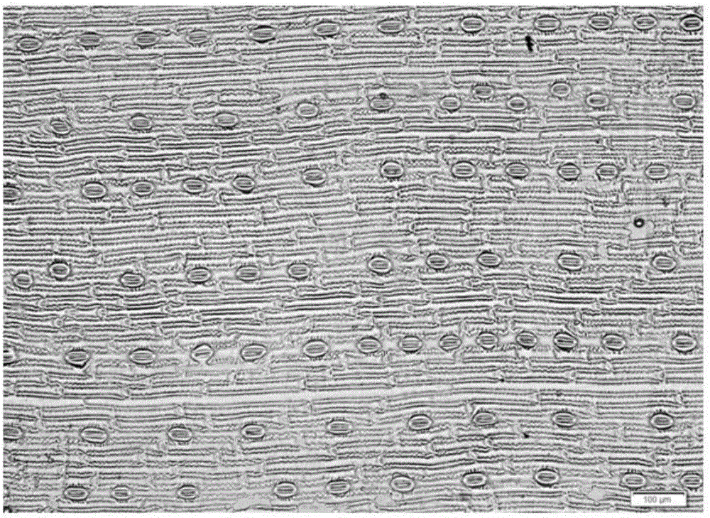 一种禾本科植物叶片表皮层气孔密度的估测方法与流程