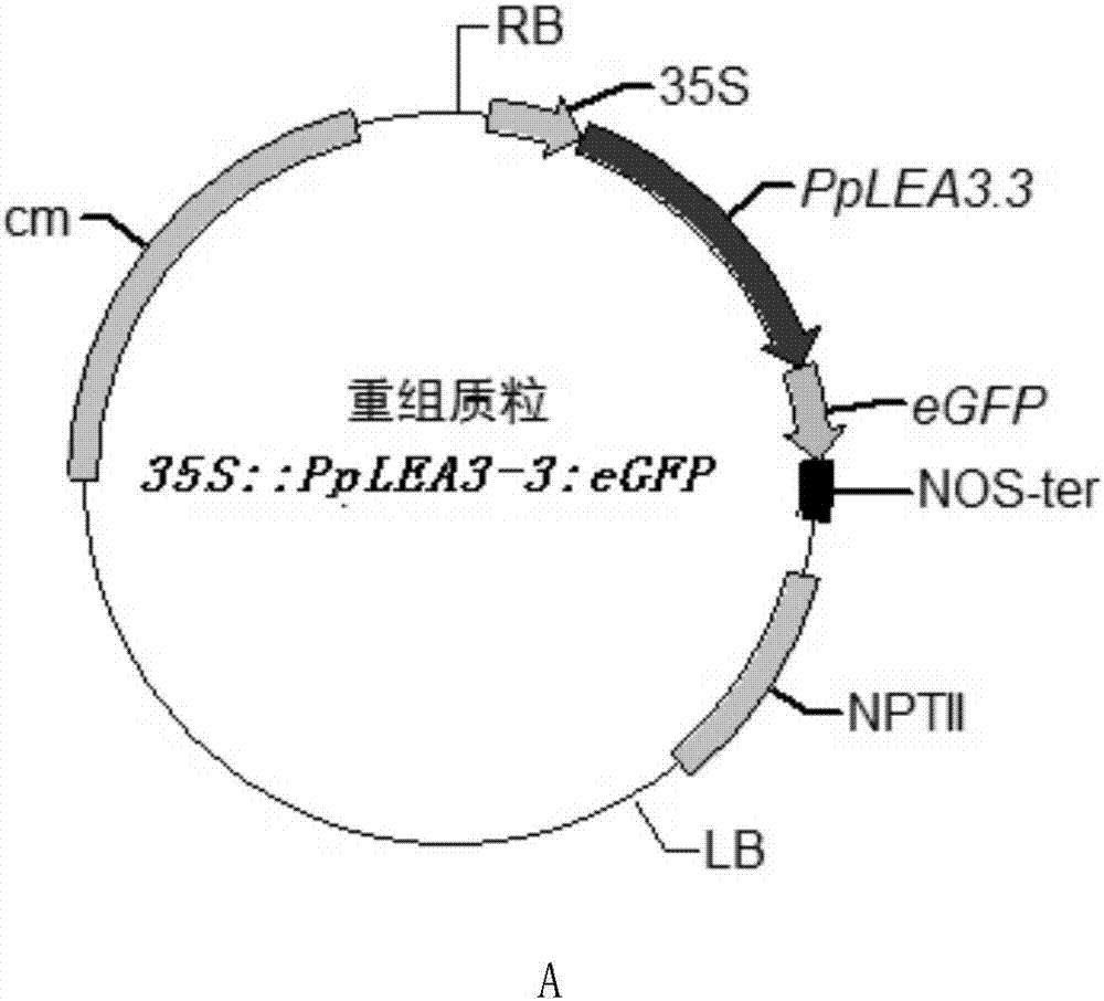 蛋白質(zhì)PpLEA3?3在調(diào)控植物抗逆性中的應(yīng)用的制造方法與工藝