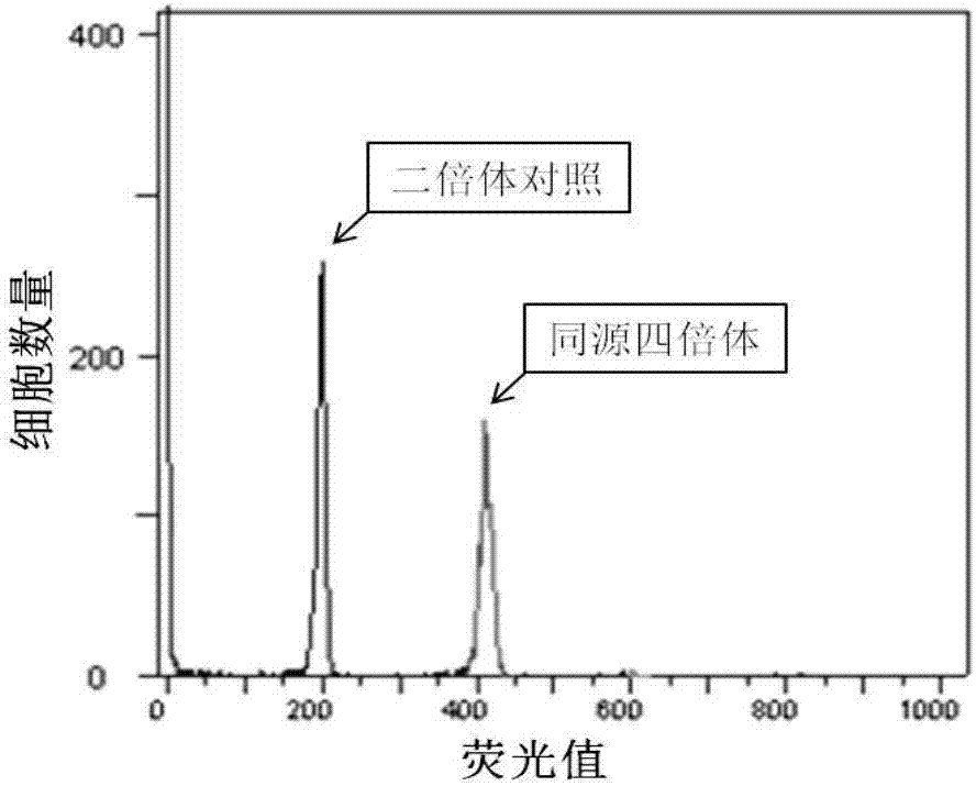 一種高效誘導(dǎo)泥鰍同源四倍體魚苗的方法與流程