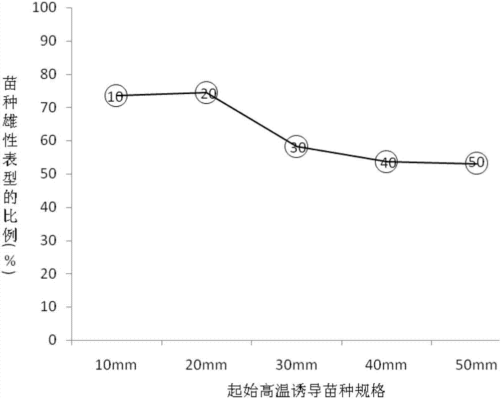 一种利用高温诱导确定大菱鲆性别分化时期的方法与流程