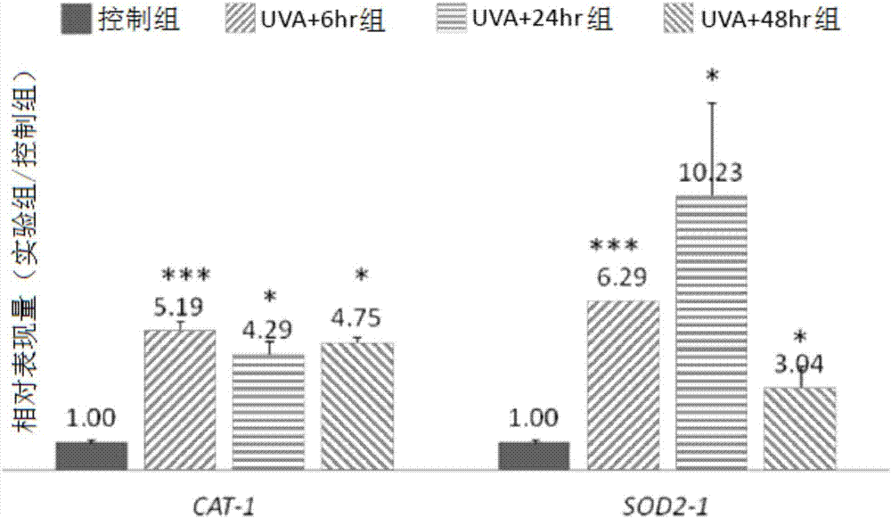 冰花愈傷組織萃取物于推遲皮膚細(xì)胞老化、調(diào)理皮膚、預(yù)防及治療皮膚癌的用途的制造方法與工藝