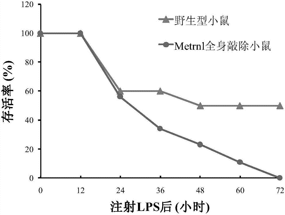 Metrnl蛋白或基因在防治膿毒血癥方面的應用的制造方法與工藝