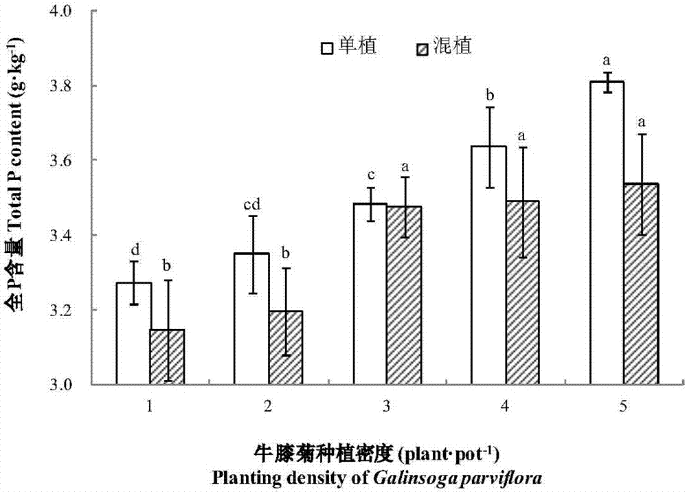 一種在鎘脅迫下不同密度的牛膝菊與葉菜類(lèi)生菜混作方法與流程