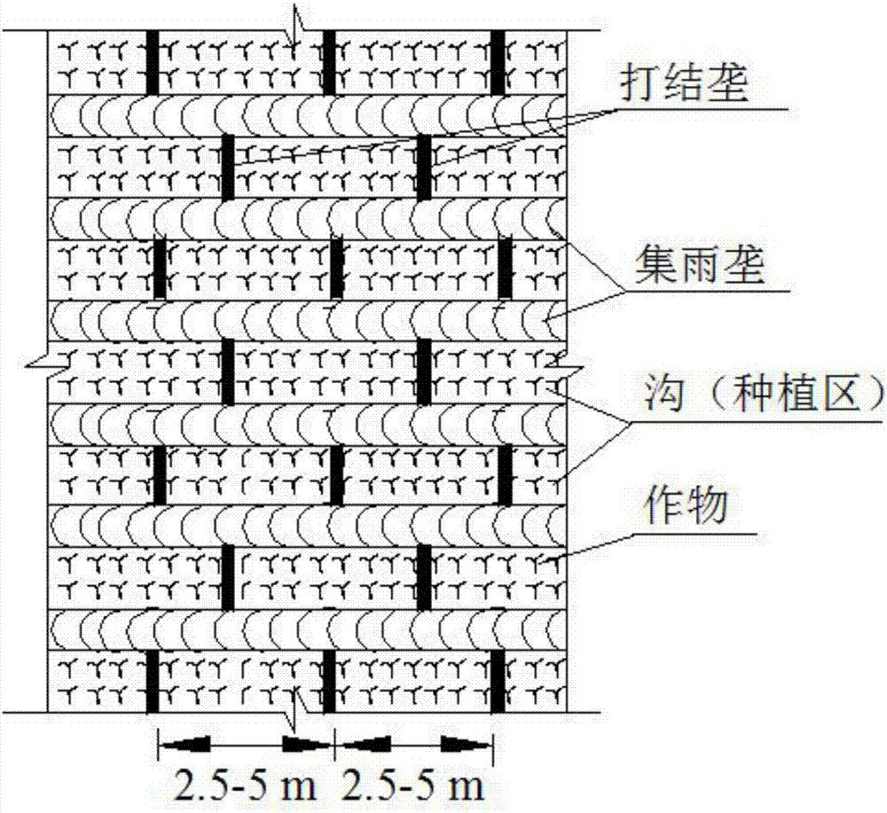 半干旱區(qū)緩坡地打結(jié)壟溝集雨種植方法與流程