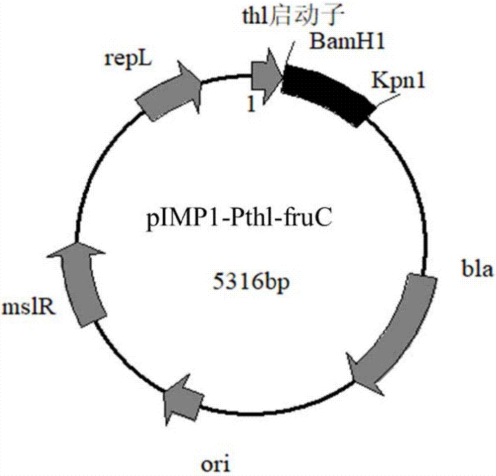 一种fruC基因过表达的重组梭菌、其构建方法及应用与流程